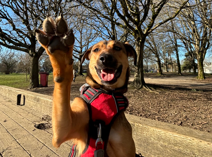 Transitional pet (right)